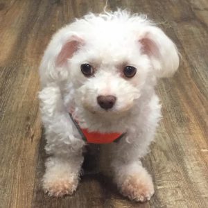 The patient at 3-months post-radiation