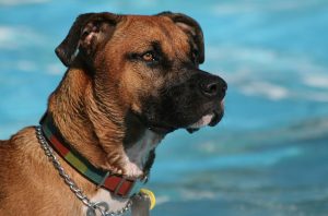 Why You Need to Clean Your Dog’s Collar
