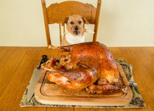 dog-turkey-600x434