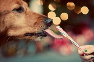 dog with candy cane