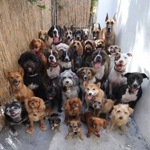 group of dogs 2