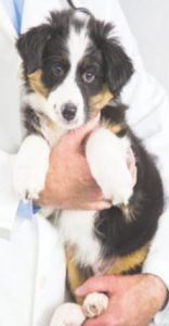 puppy in arms