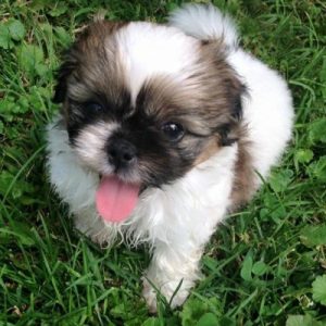 puppy-outside-snickers