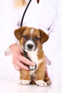 puppy with vet