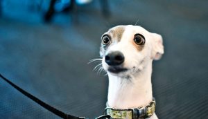 surprised-looking-dog_1600
