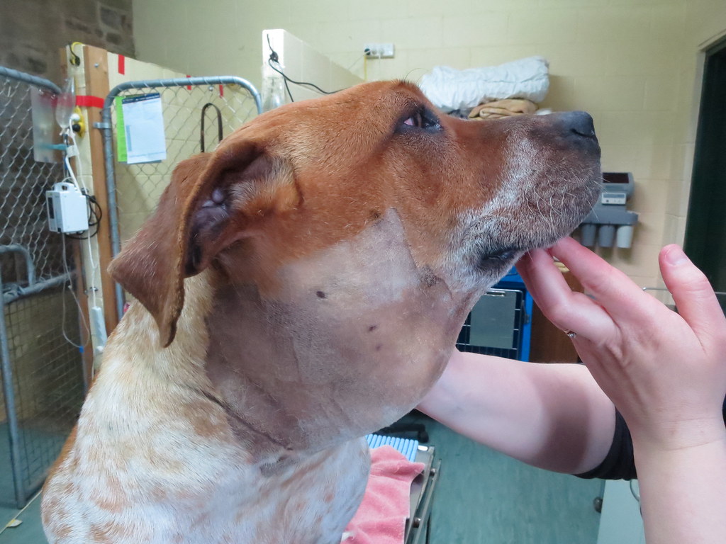 лечение слюнной железы у собаки. слюнные железы собаки анатомия. воспаление слюнных желез у собаки. воспаление слюнных слюнных желез у собак. околоушная слюнная железа собаки.