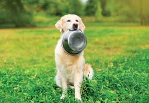 Beautiful-Golden-Retriever-Dog-with bowl