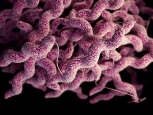 Three-dimensional computer-generated image of Campylobacteria bacteria based on scanning electron micrographic imagery. Credit: CDC
