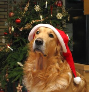 Golden-in-Christmas-Hat-768x786