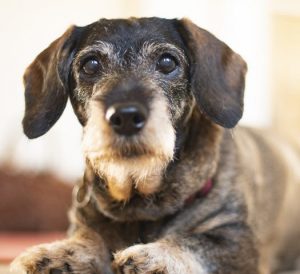 beautiful old dog