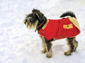 Ontario Police Department Ordinance Officer Dallas Brockett says when temperatures dip a lack of adequate shelter for pets is a common problem. While some breeds of dogs with longer hair can fare well in the winter, others cannot, and may suffer frostbite and hypothermia, he says.