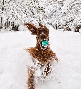 dog running in snow