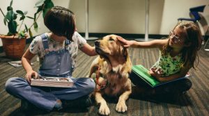 New research suggests dogs can recognize more language than we thought and even help kids better learn to read. (Submitted by the University of British Columbia)