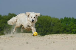 golden-retriever-play-dog-fur