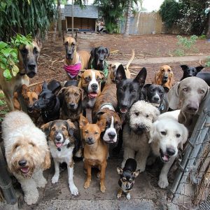 group of dogs 3