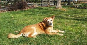 Karin Sherbin: Saying goodbye to a beloved pet