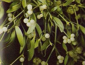 American Mistletoe