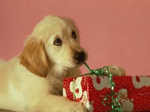 puppy opening package