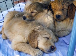 Campylobacteriosis in Dogs – Wash Your Hands