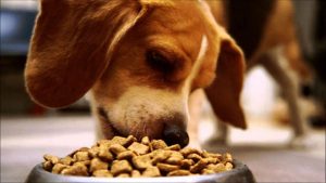 Beagle eating kibble