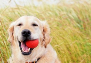 Good News for Dogs with Cancer