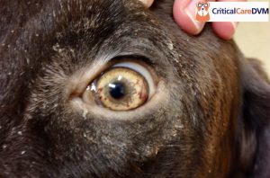 bleeding in the iris due to immune-mediated thrombocytopenia