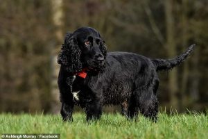 Marley a Cocker Spaniel is just seven years old but has an aggressive form of cancer that didn't respond to treatment