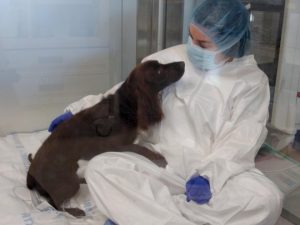 Millie was kept in isolation for a week and was only allowed to be visited by two doctors while they waited for Coco’s stem cells to develop in her body (Picture: Serena Gannon-Lodge and Andrew Lodge /Mercury Press)