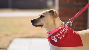 NC State Dog red bandana