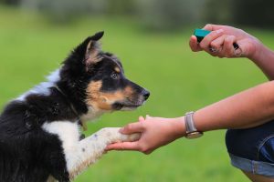 dog-clicker-training