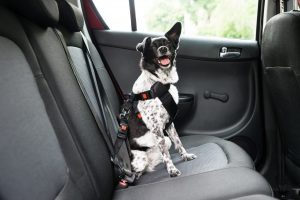 January 2nd is National Pet Travel Safety Day: 25 Tips to Know Before You Travel!