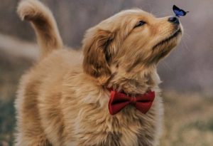 puppy and butterfly
