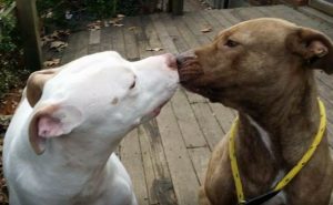 puppy kiss