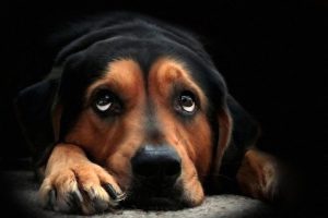 January Is Unchain a Dog Month: Come to the Rescue of Neglected Dogs
