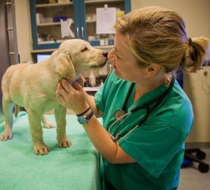 vet with puppy