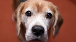 Beagles can detect lung cancer with 97 percent accuracy