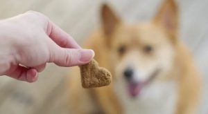 Dog Biscuit Appreciation Day