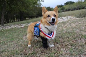 Drover the Pembroke Welsh Corgi Overcomes & Overachieves