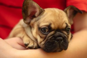 First diagnostic test for canine IBD coming soon