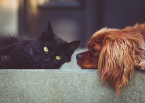 Should pet owners be worried about the coronavirus?
