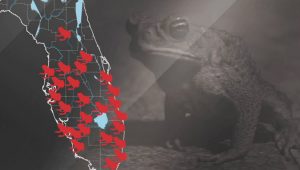 Toxic toads that can kill your dog in minutes moving into Central Florida; how to protect your pets