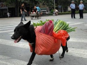 dog carrying groceries