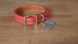 Pet Theft awareness Day – February 14