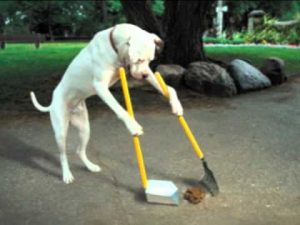Animal etiquette: Are you a polite and responsible pet parent?