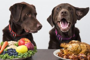 Louisiana Pet Owners Cautioned Over Certain Brands of Food