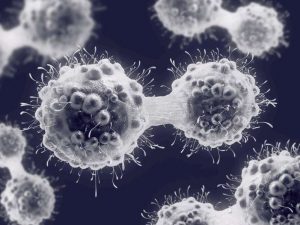 3d illustration of a cancer cell in the process of mitosis