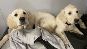 Goldens more prone to cancer