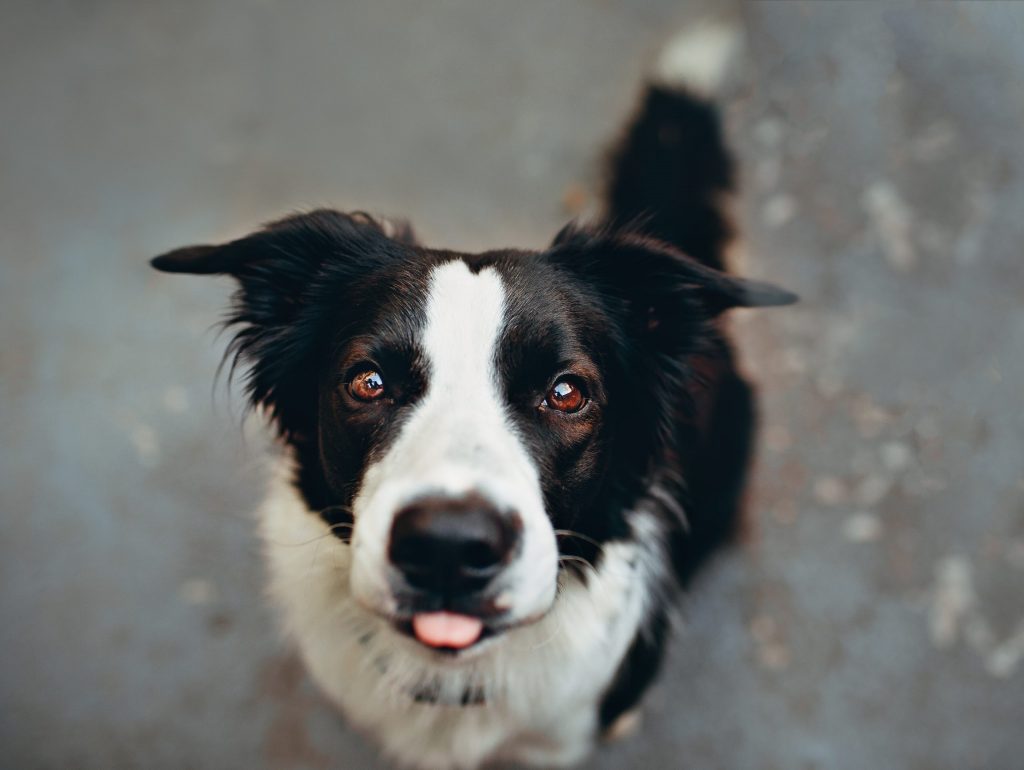 Puppy Up Foundation 7 Reasons Your Dog Won’t Stop Licking You