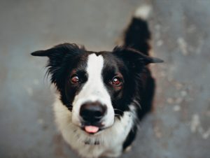 black-and-white-dog-licking