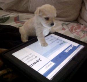 dog using FB